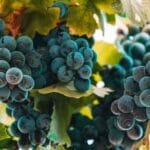 Food, Local Biol Grape - Korçe