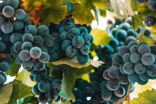 Food, Local Biol Grape - Korçe