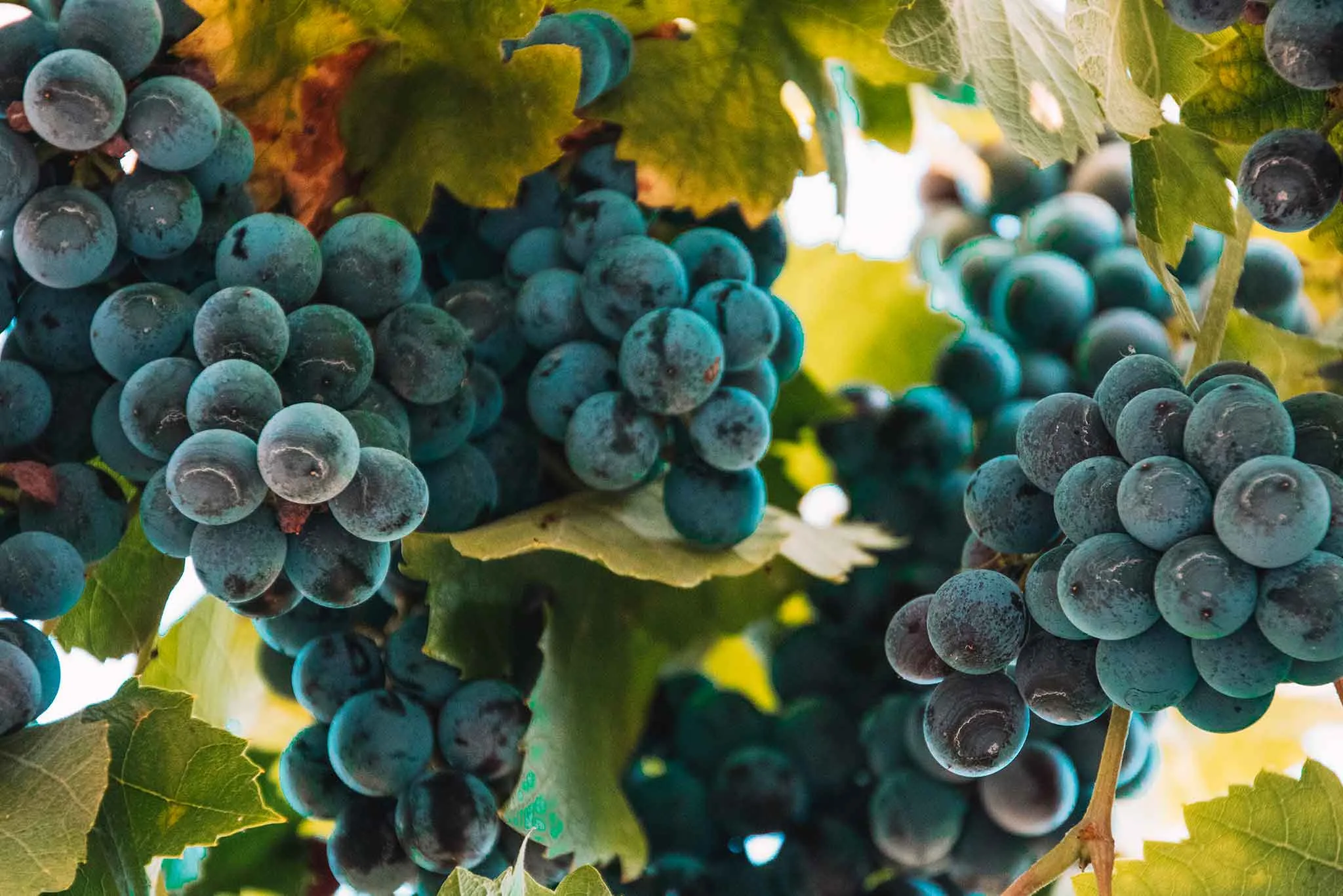 Food, Local Biol Grape - Korçe